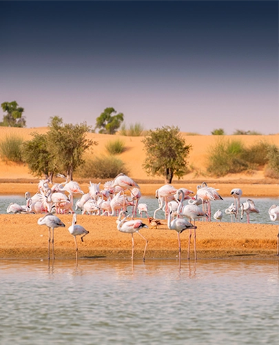 Al Marmoom Desert