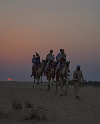Night Camel Walk