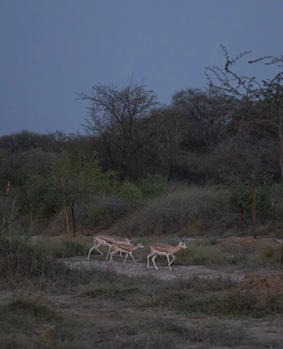 Spot the desert Animals