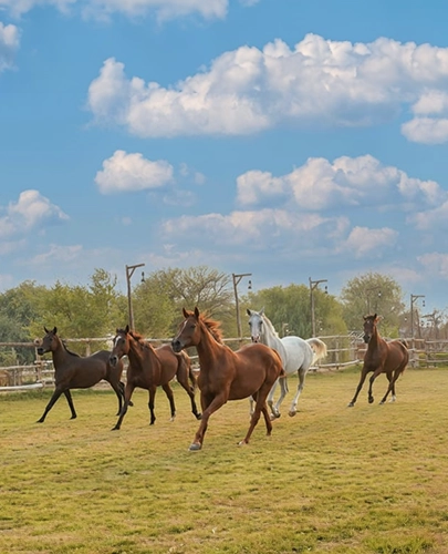 Arabian Horse Stud Visit