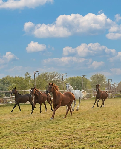 Exclusive Access to Al Salah Stud