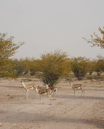 Wildlife Spotting Opportunities