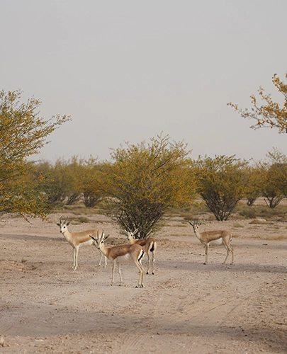 bedouin culture dubai